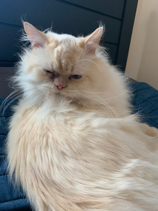 Virtual Meetings: The Autistic Dream (Except for the Part Where I See My Own Face)