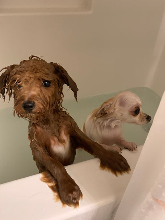 So, You Don’t Think I’m Autistic?