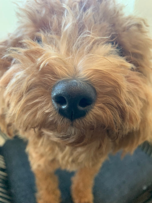 Driving:  A High-Speed Sensory Dodgeball Game