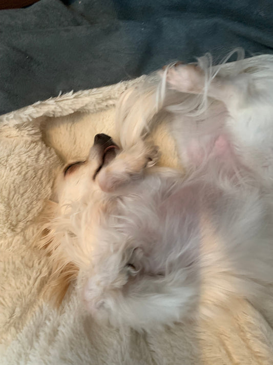 The Olympic Sport of Autistic Sleep (Gold Medal in Ritual, Last Place in Actual Rest)