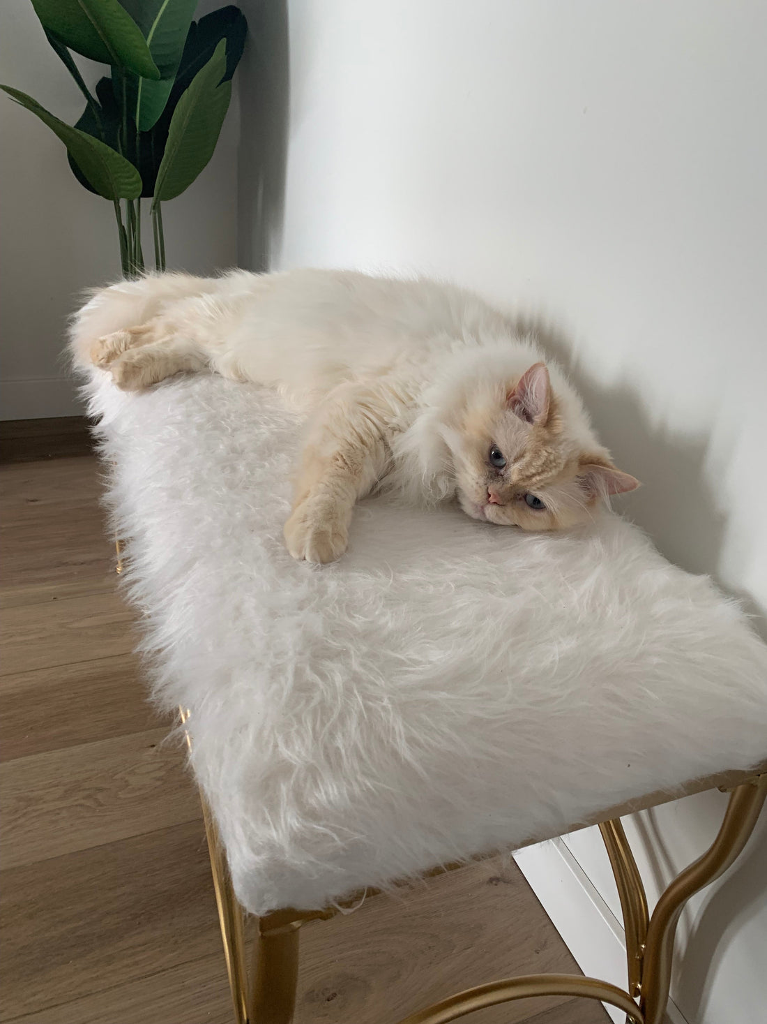 The Year I Quit my Day Job and Accidentally Learned About my Nervous System (and Shame)