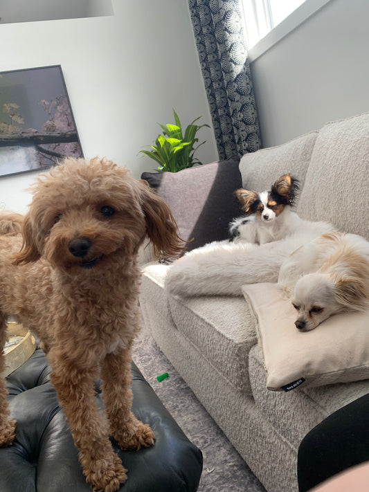 Perimenopause: Or, How My Autism Suddenly Turned the Volume to 11