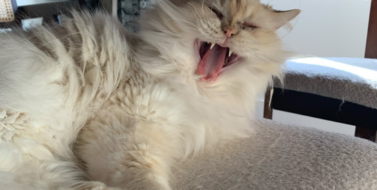 The Extremely Awkward Art of Promoting Yourself (When Your Soul Would Prefer to Hide Behind the Couch