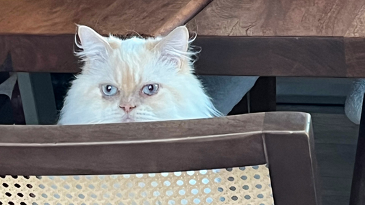 Autism Acceptance Month: A Guide to Saying the Wrong Thing (Featuring Me)