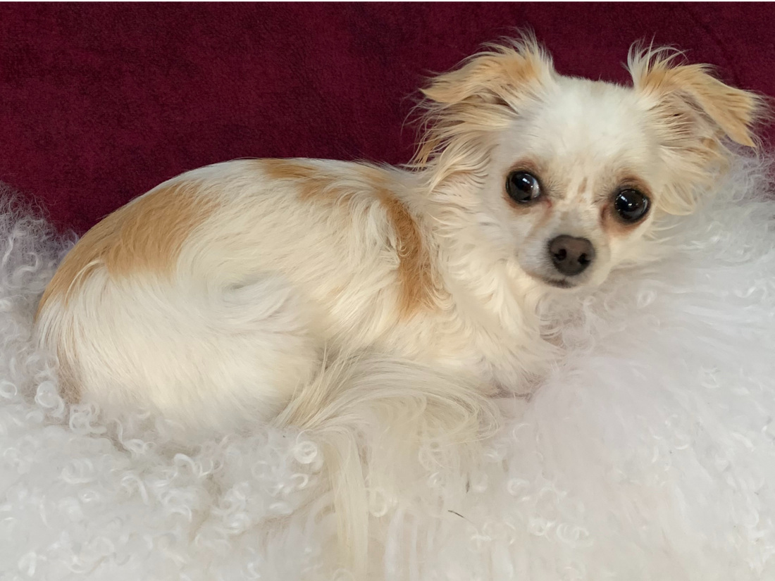 Running on Fumes and Special Interests