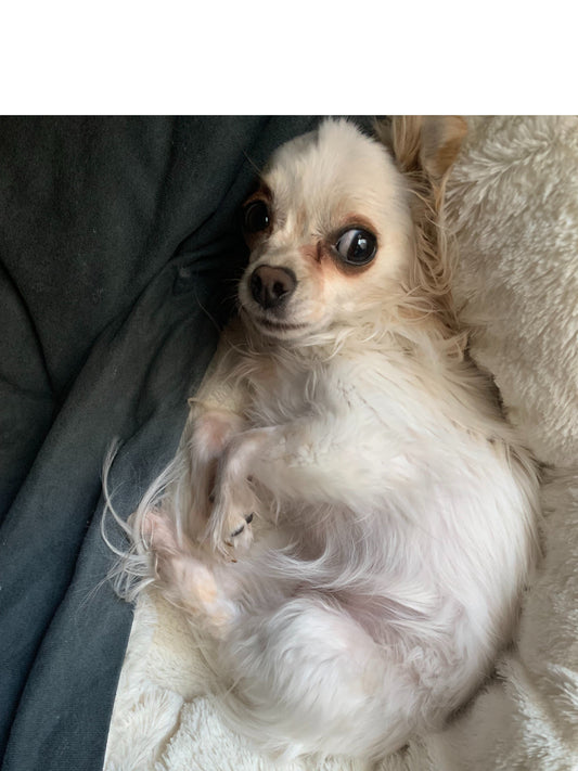 There’s No Such Thing as “Mild” Autism — My Spectrum Wheel is Doing 90 in a School Zone