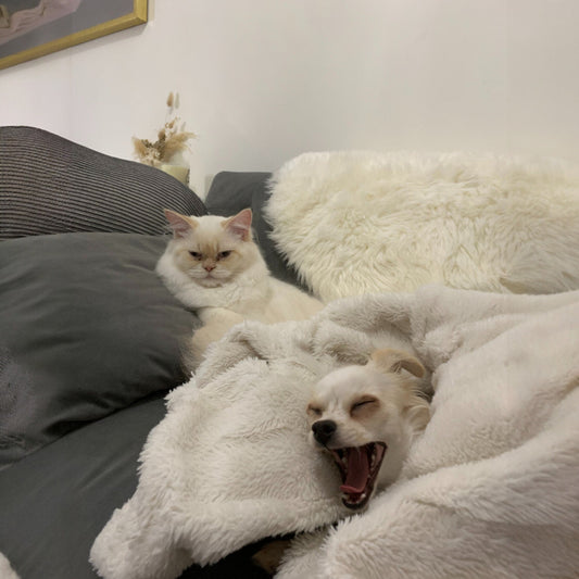 Autism and Hypermobile Ehlers-Danlos Syndrome; Overextended in Every Way